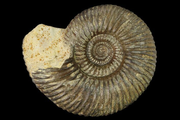 Bathonian Ammonite (Procerites) Fossil - France #152760
